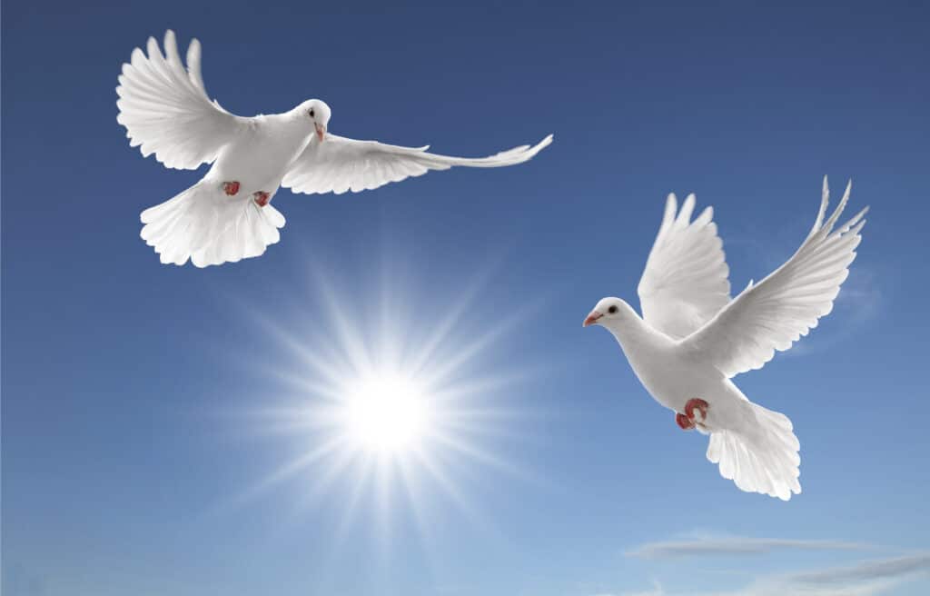 Doves In Flight Desktop Background